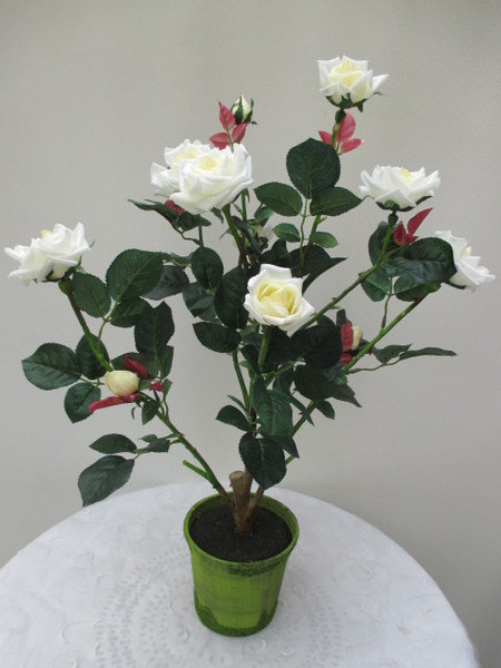 Rosenpflanze weiß