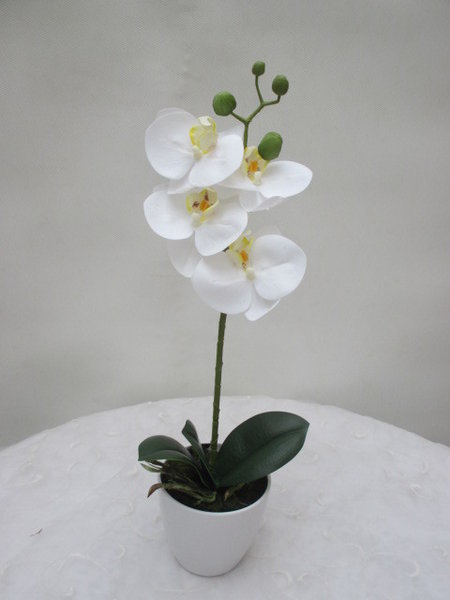 Orchideenpflanze weiß