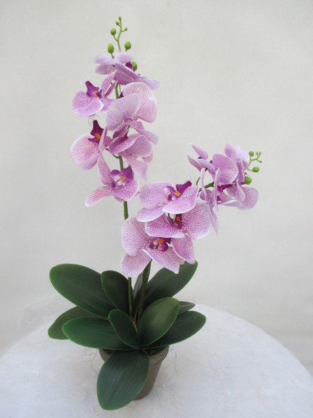 Orchideenpflanze lila